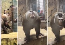 viral monkey poses