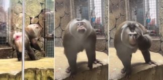 viral monkey poses