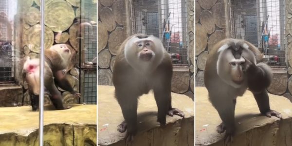 viral monkey poses