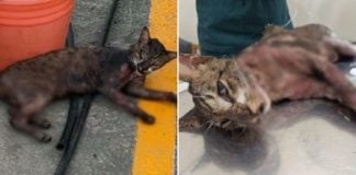 Cat splashed with hot substance taiwan