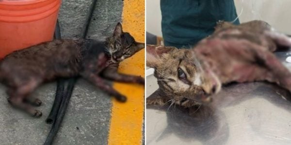 Cat splashed with hot substance taiwan