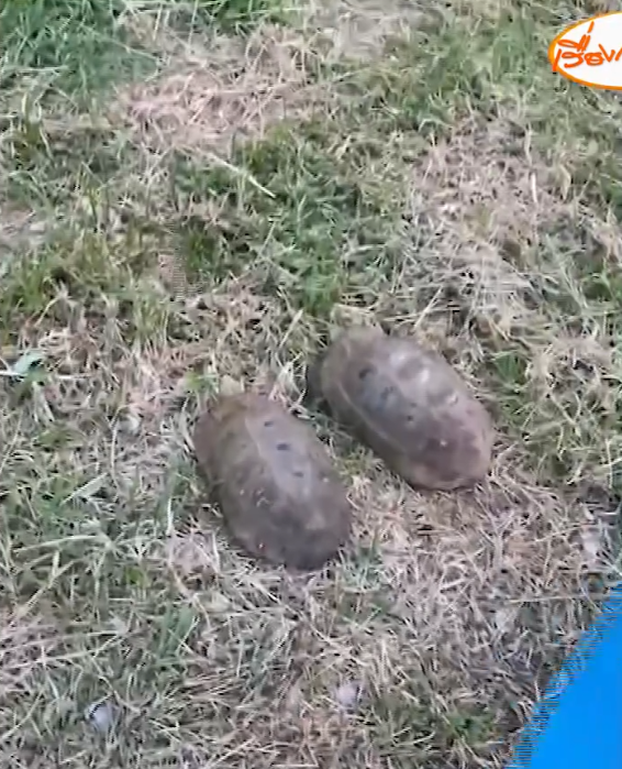 motorcyclist tortoises