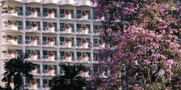 trumpet tree flowers