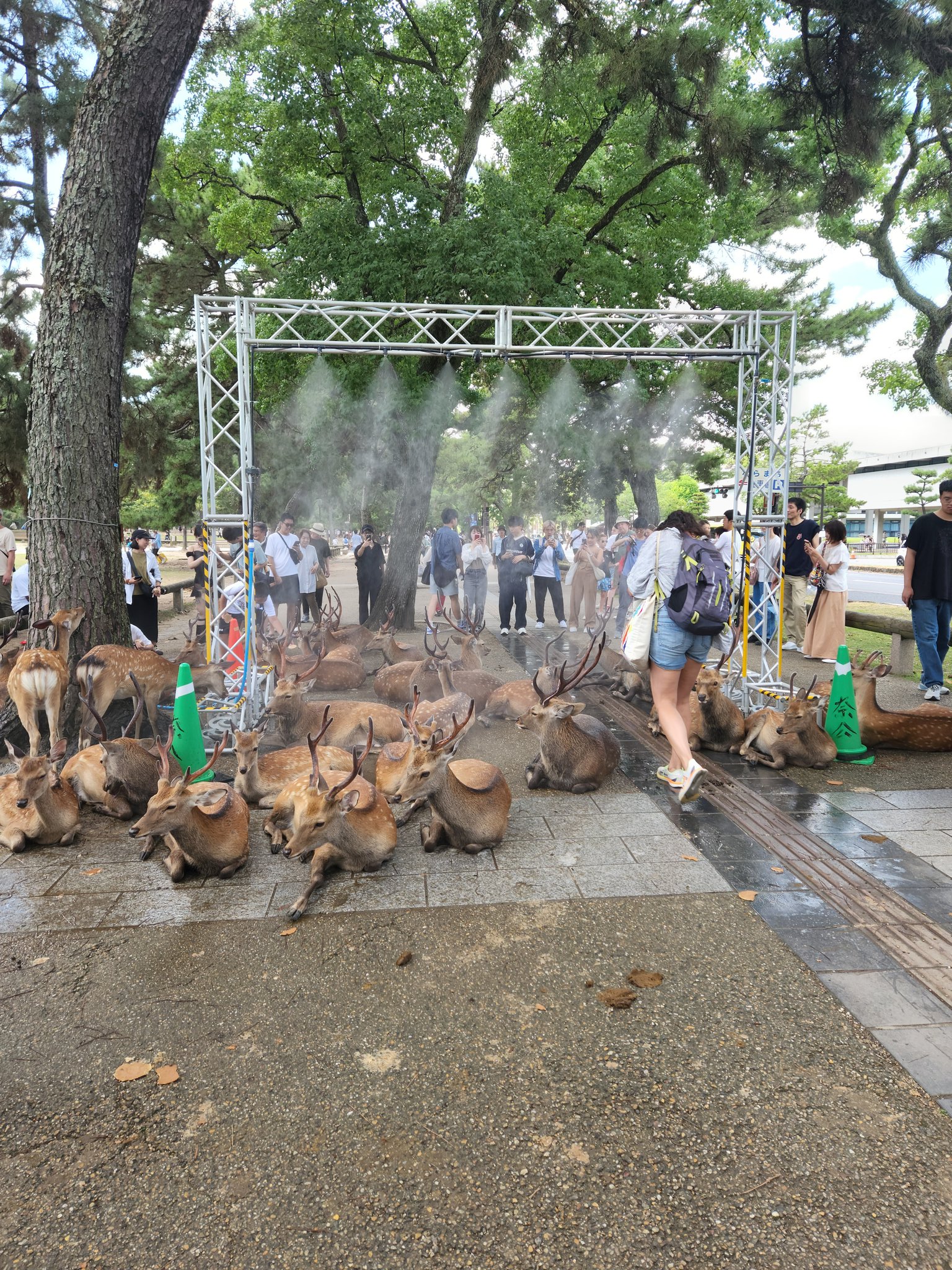 deer nara misting stations