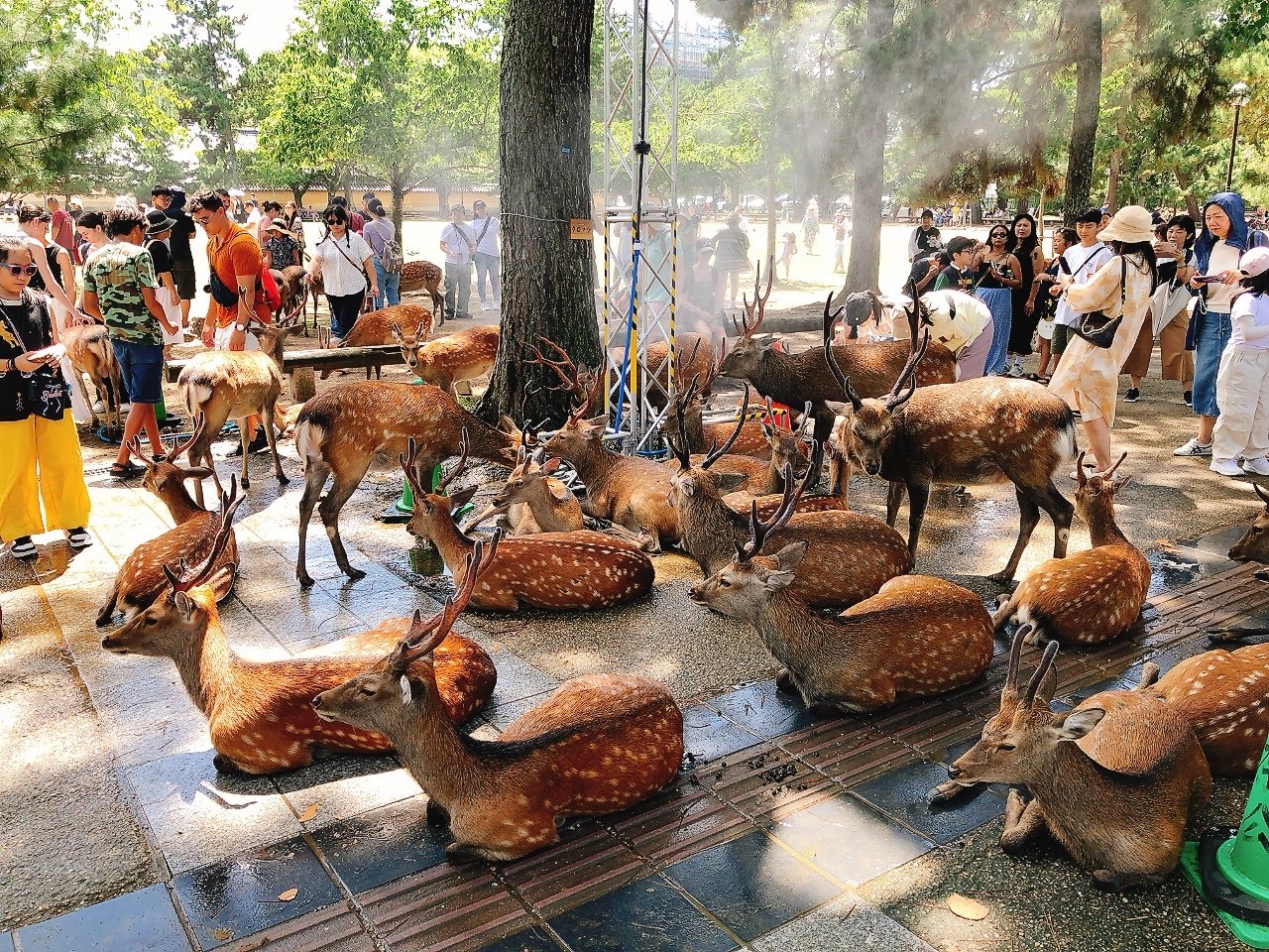 deer nara misting stations