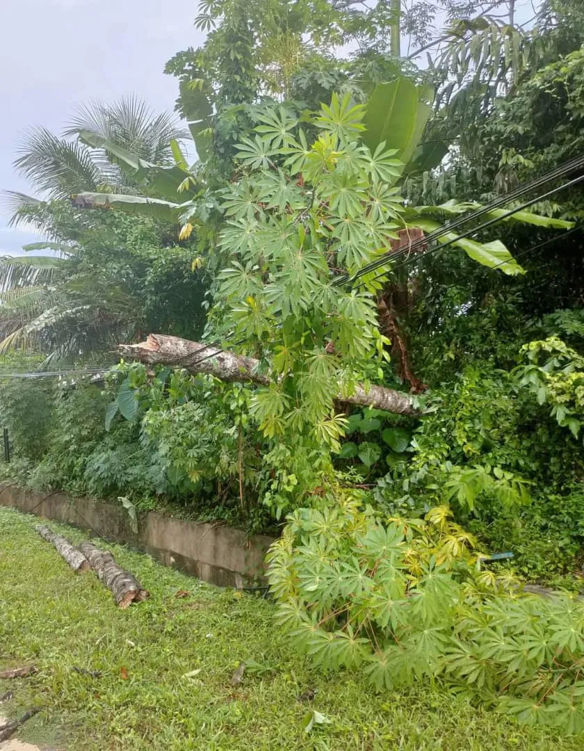 student struck fallen tree