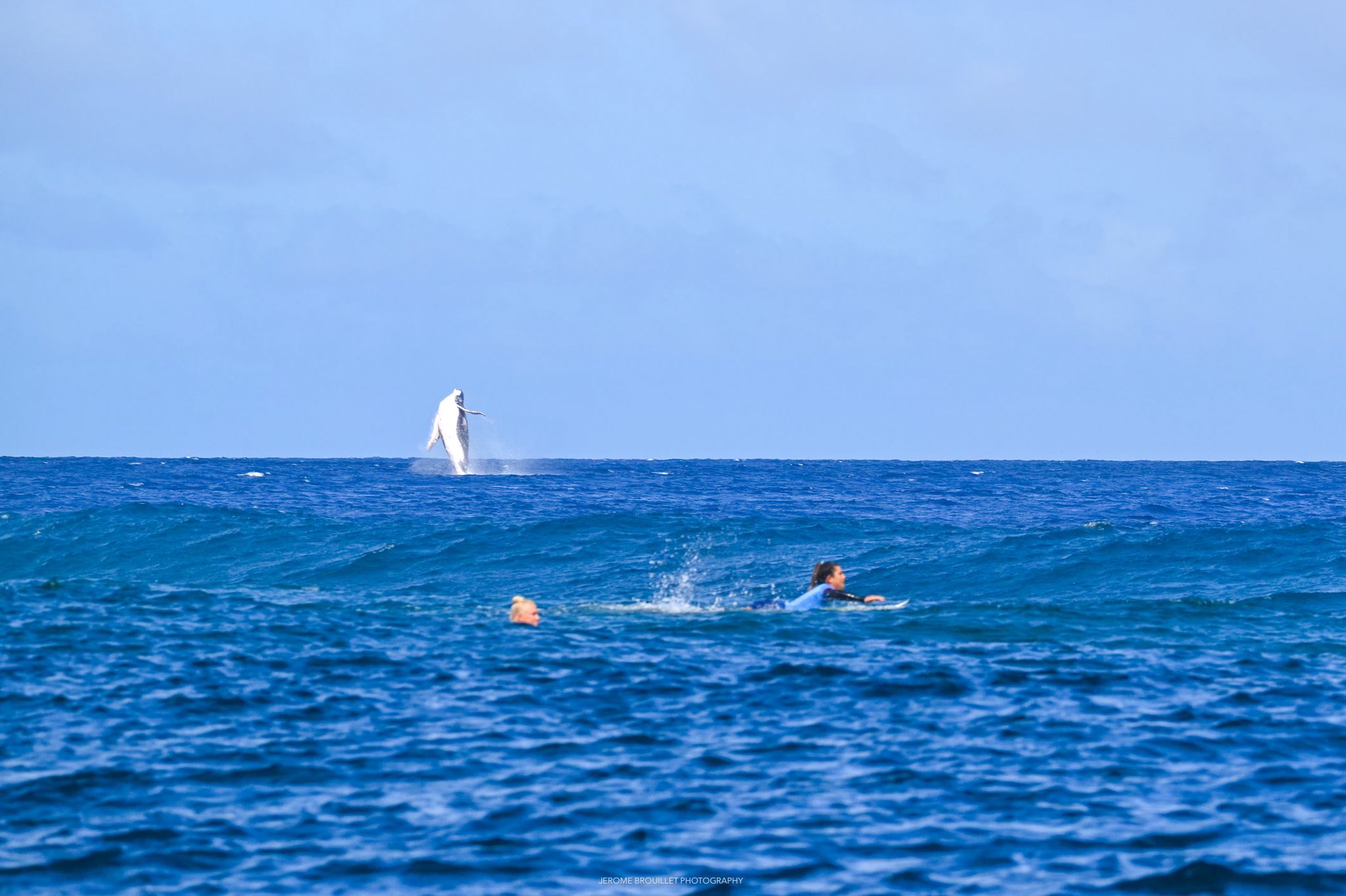 whale olympic surfing