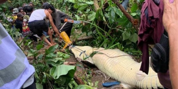 woman bitten crocodile indonesia 1