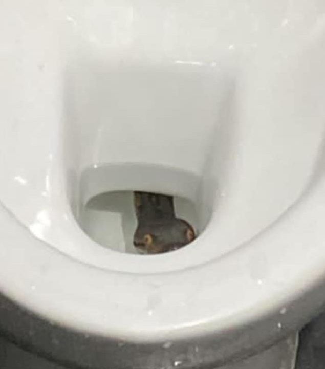 snake toilet malaysia