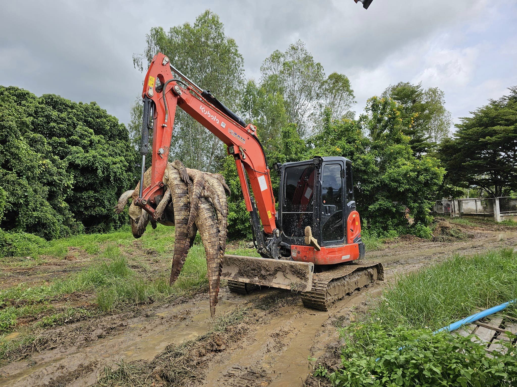 farmer crocodile flood