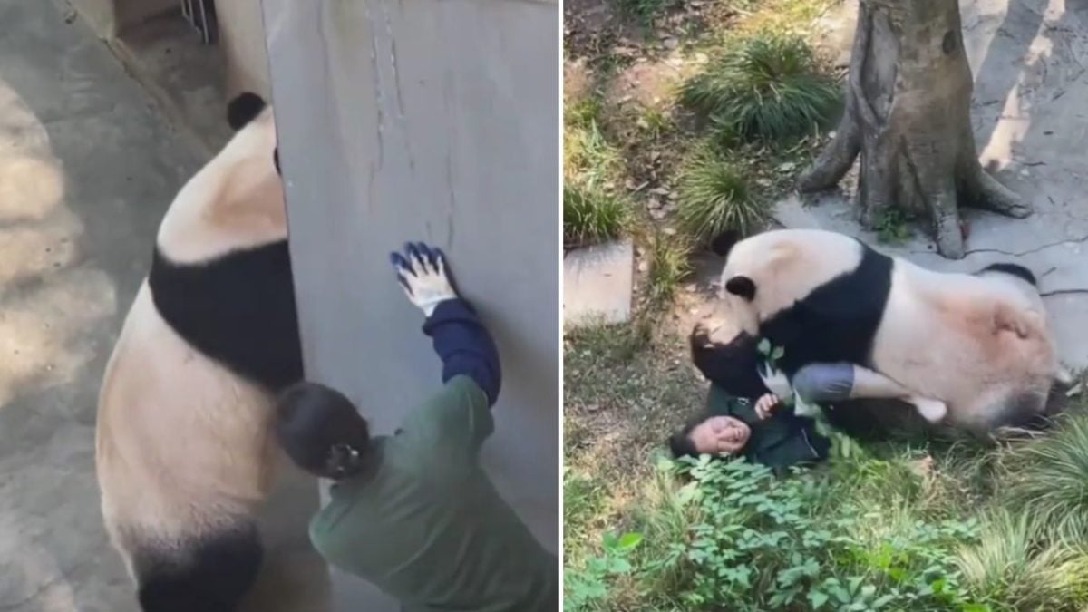 Panda attacks zookeeper in China, chases & bites her in front of visitors