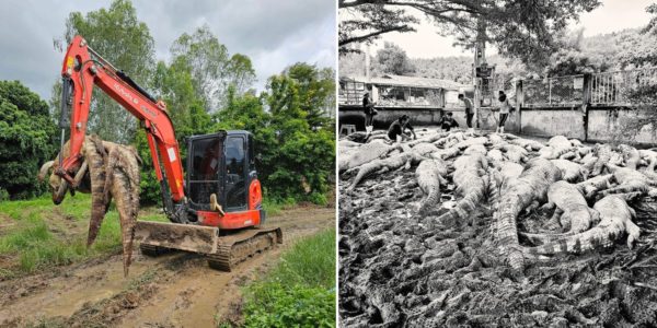 crocodile farmer flood