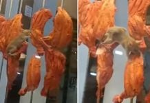 rat tandoori chicken