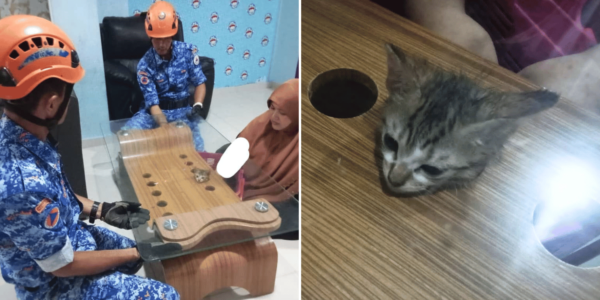 Cat gets stuck in coffee table in M'sia, rescuers saw through wood to free it