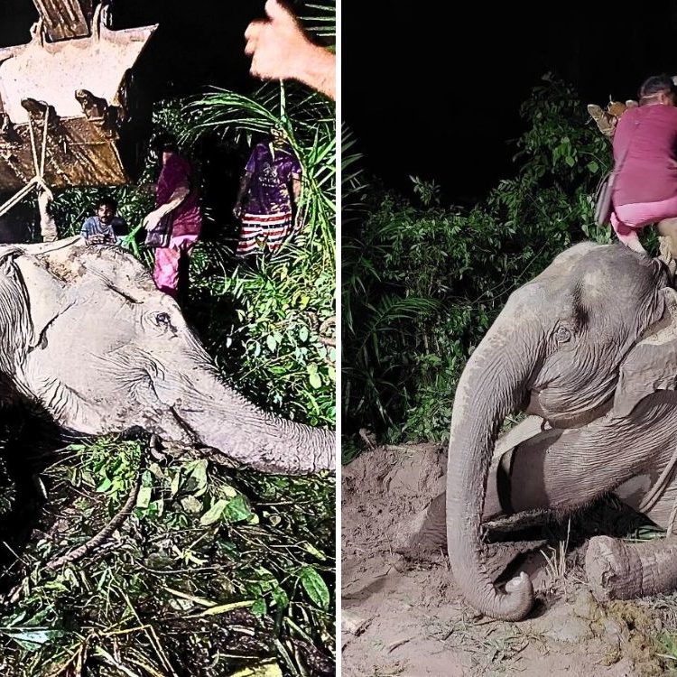 3,000kg elephant in Thailand struggles to get back on feet ...