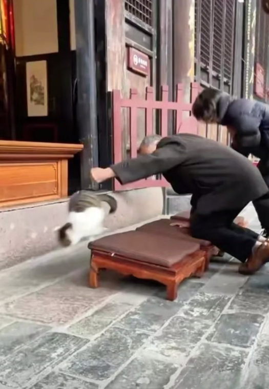 cat punched temple visitor