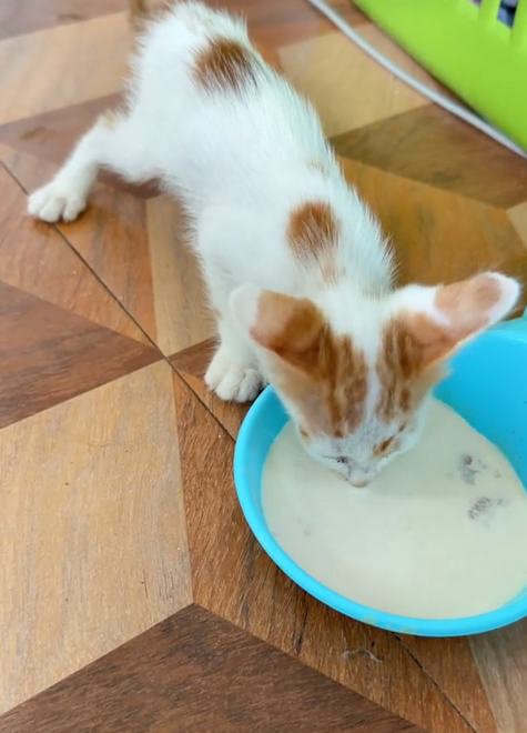 kittens abandoned bin