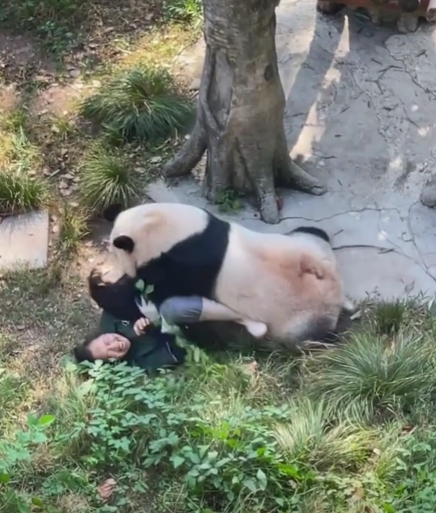 panda zookeeper china