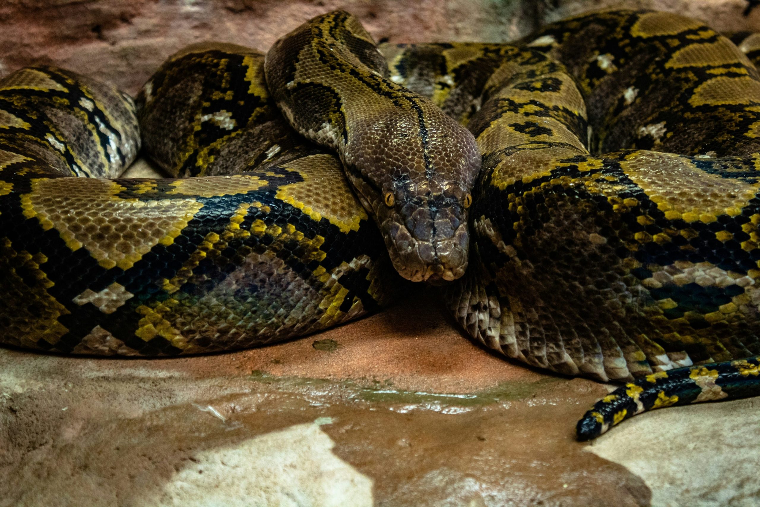 boy catches python indonesia-min