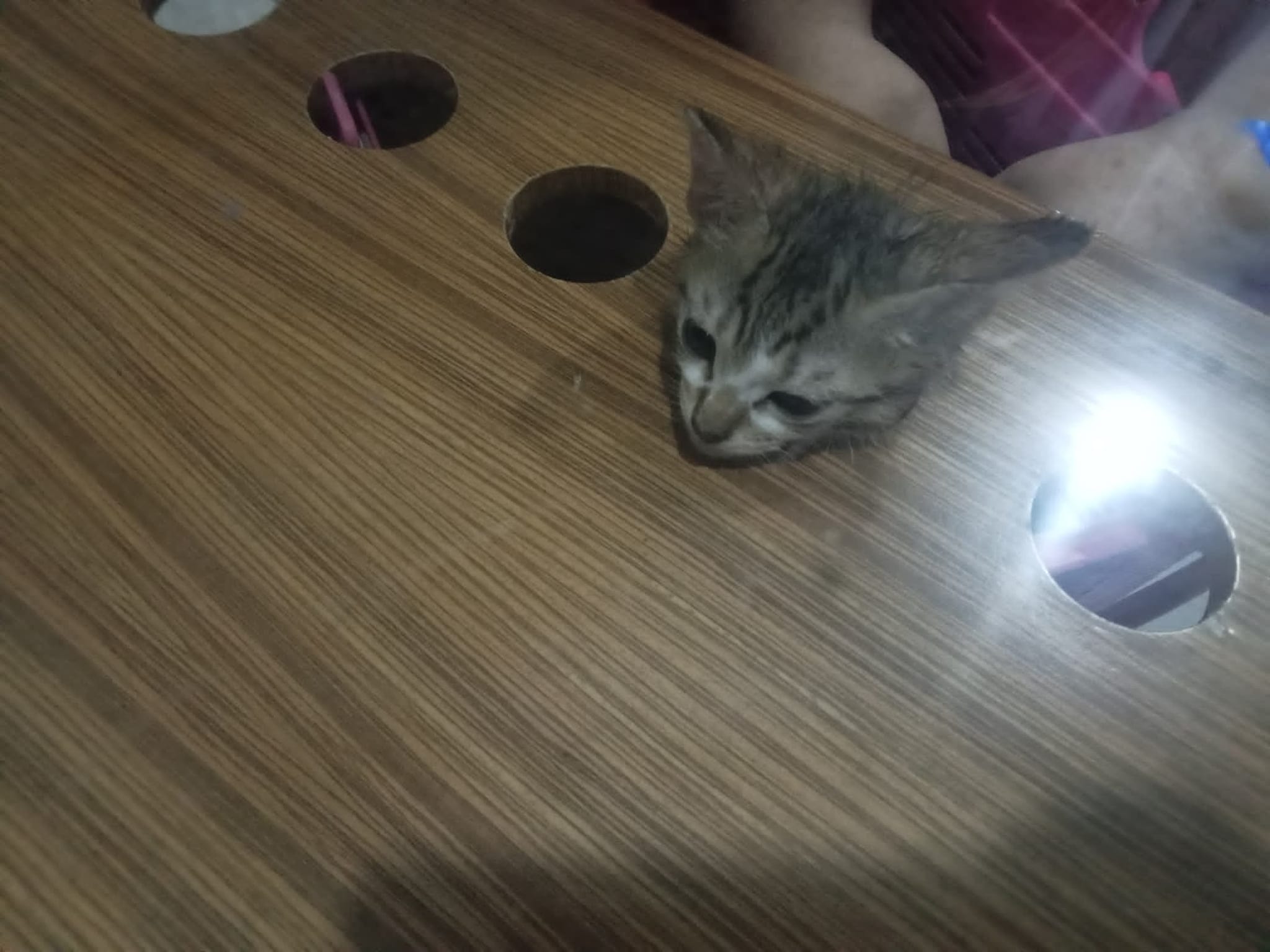 cat stuck coffee table