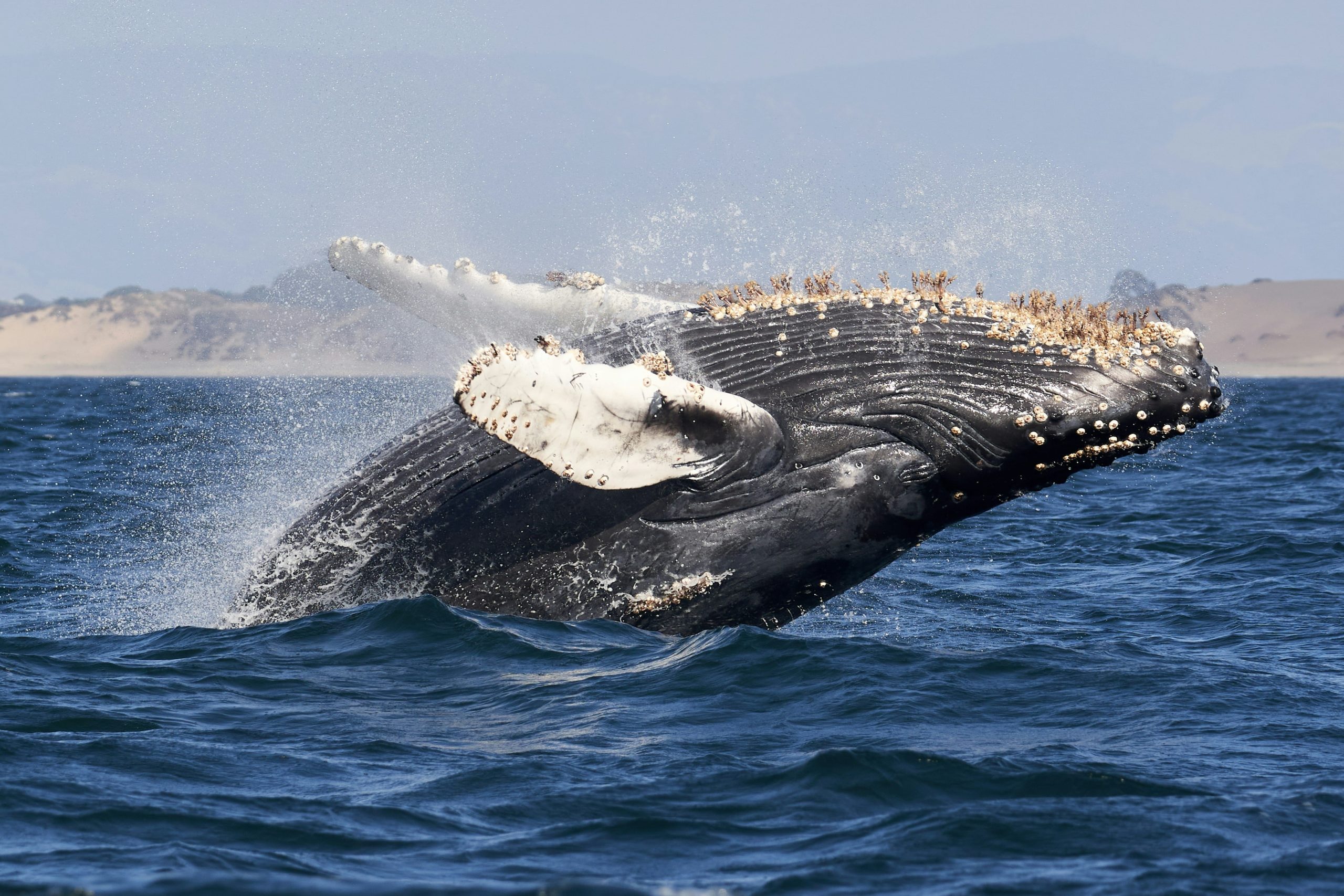 humpback whale redang island (2)-min