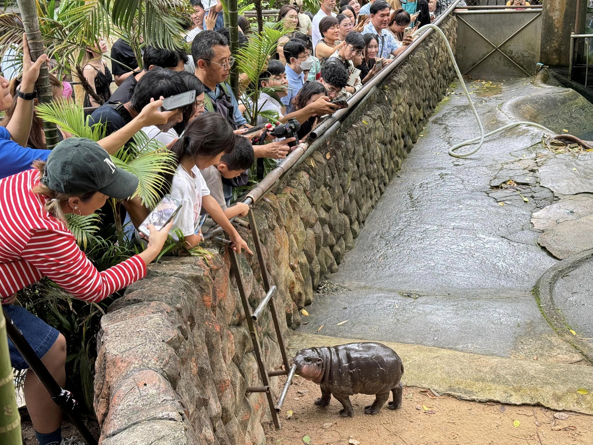 moo deng zoo (2)