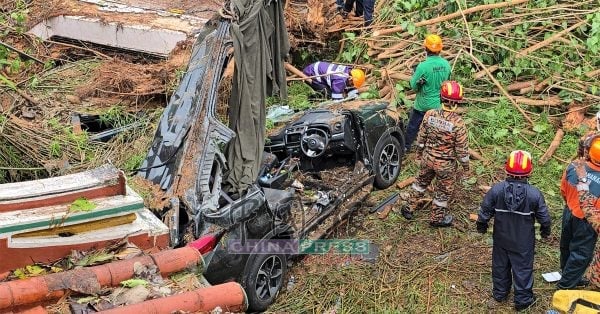 penang tree car