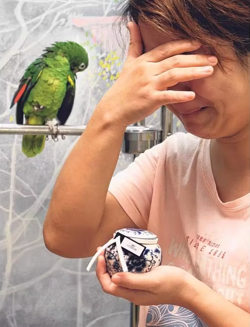 parrot dies grooming