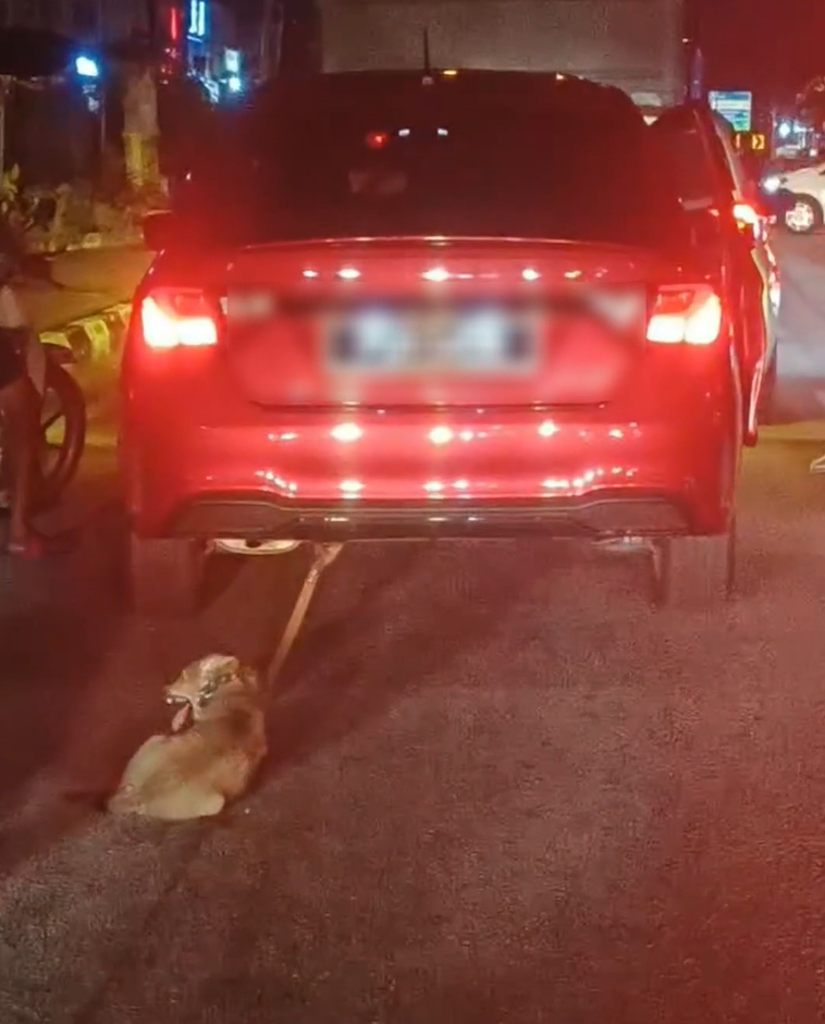 puppy dragged car 1