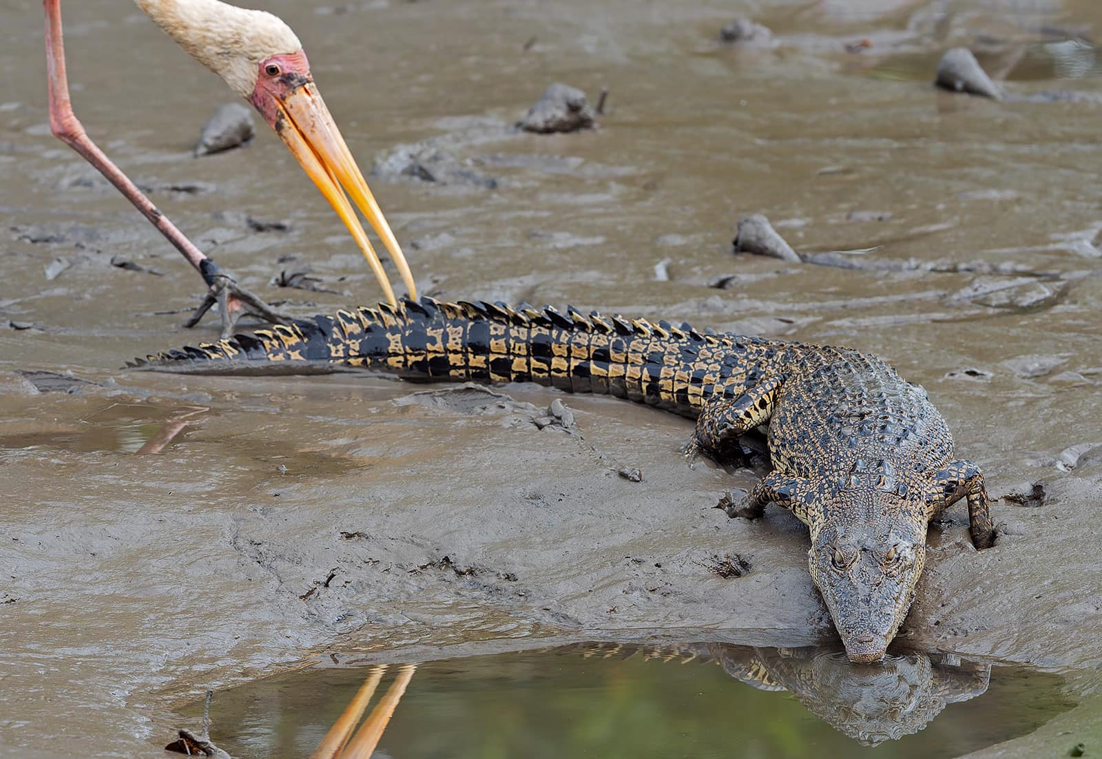 stork tail crocodile