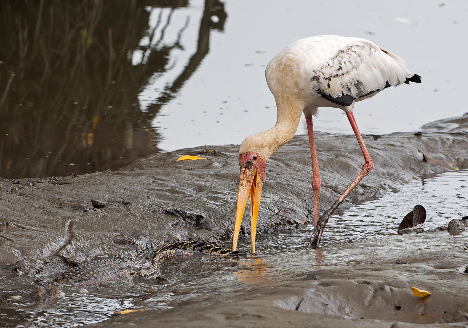 stork tail crocodile