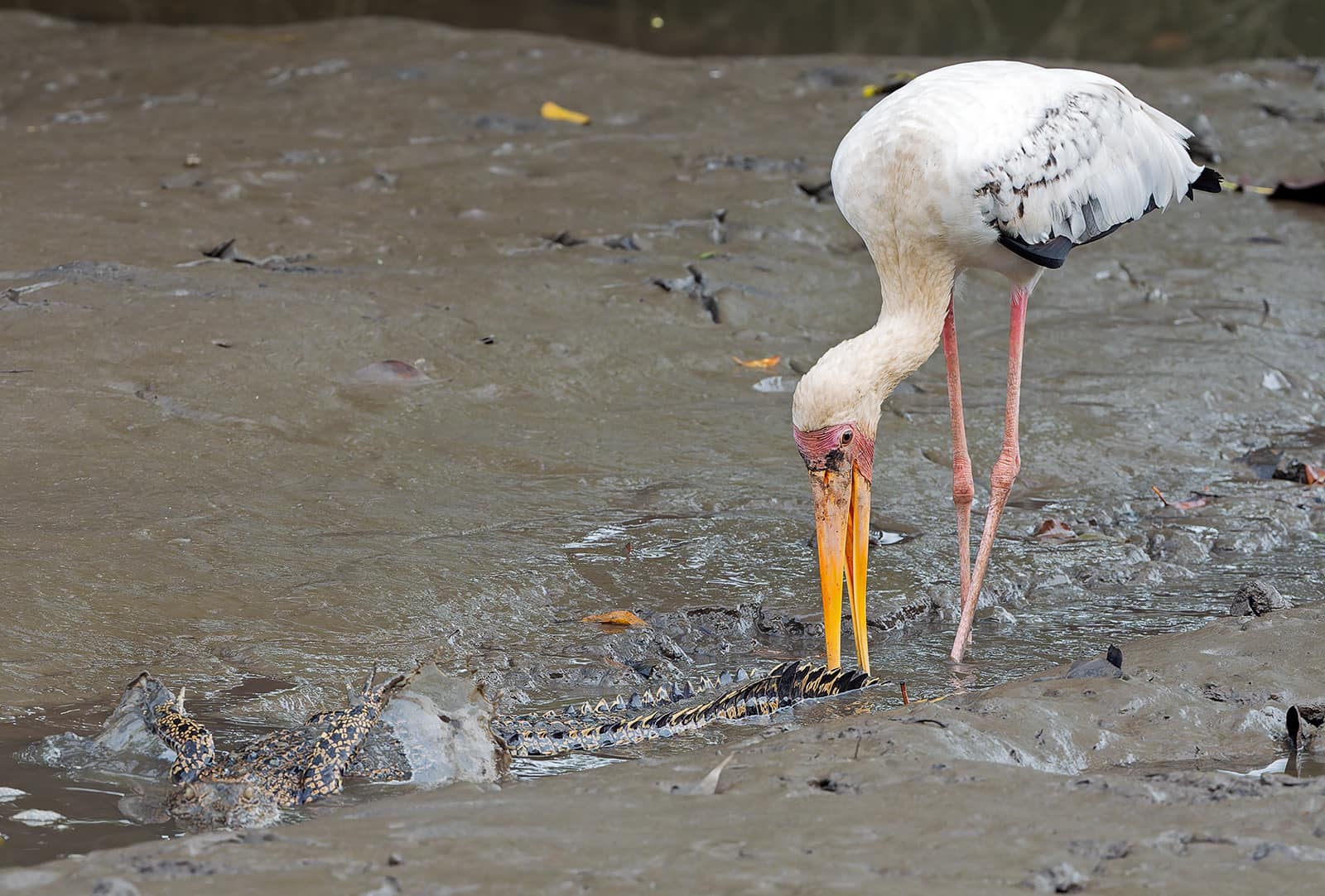 stork tail crocodile