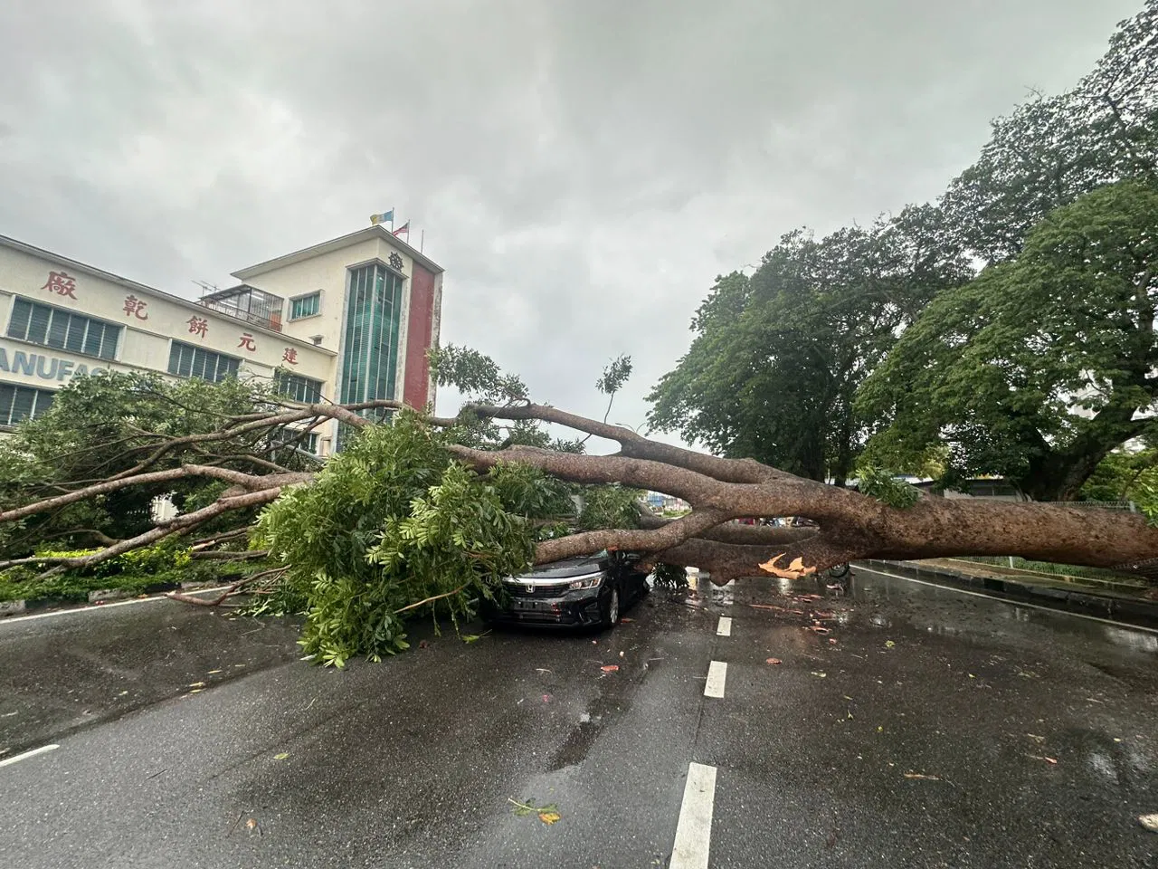 tree falls car malaysia