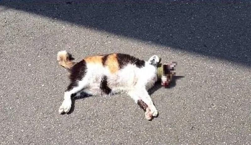 taiwan student beating cat