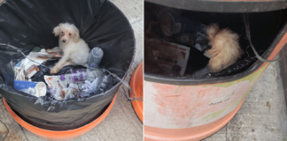 Hong Kong police hunting for suspect who dumped live white poodle in rubbish bin