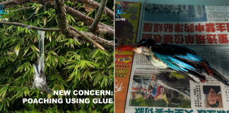 Birds in Gardens by the Bay reportedly poached through tree branches smeared in glue, investigations ongoing