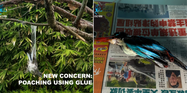 Birds in Gardens by the Bay reportedly poached through tree branches smeared in glue, investigations ongoing