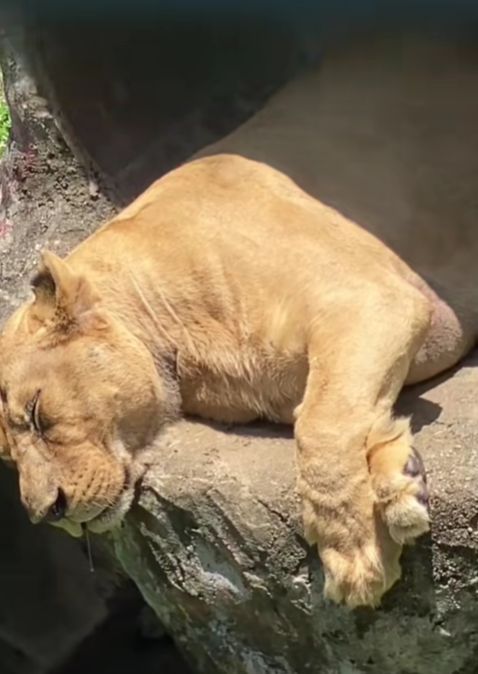 lion johor zoo