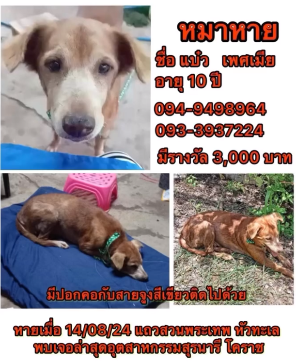 missing dog home thailand