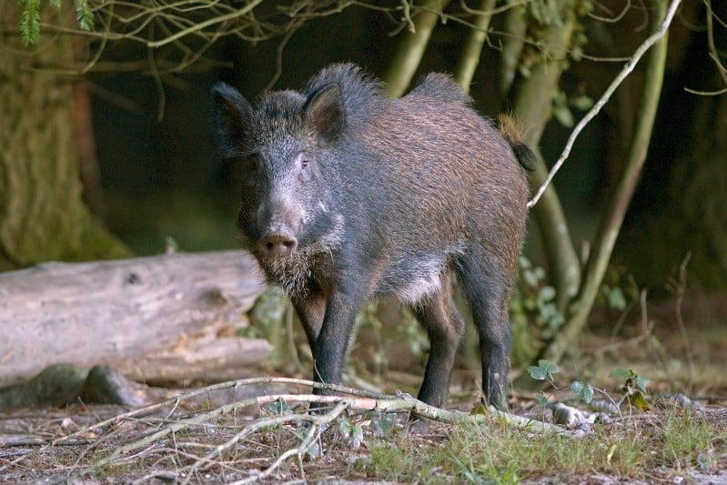 wild boar hunter