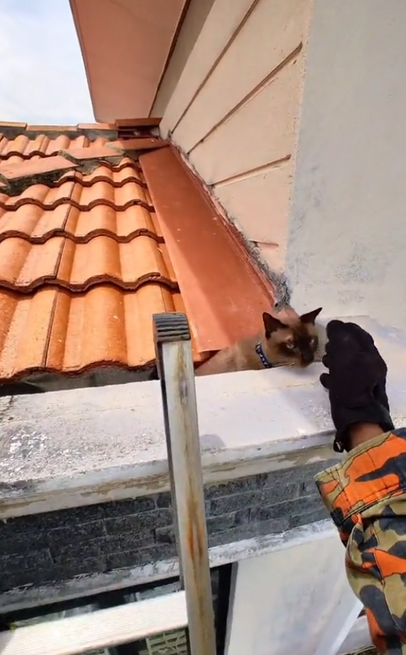 cat stuck roof