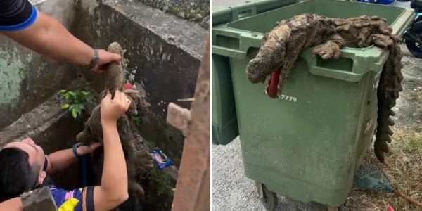 crocodile stuffed toy rescue