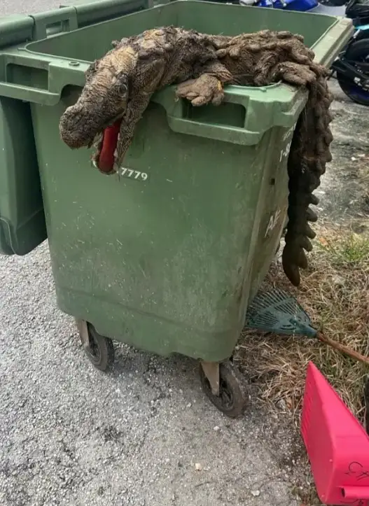 crocodile stuffed toy rescue