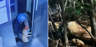 delivery man throws cat