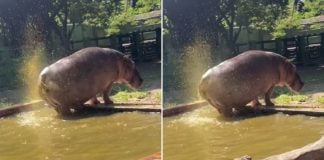 hippo splashes faeces