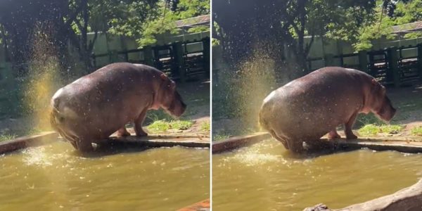 hippo splashes faeces