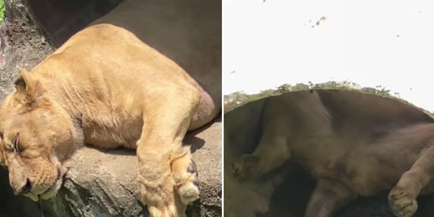 lion johor zoo