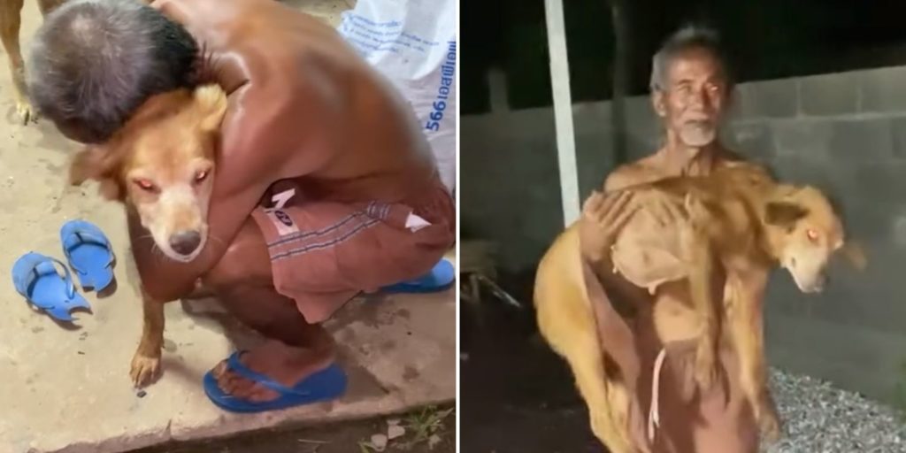 Dog in Thailand returns home after going missing for 51 days, travelled ...