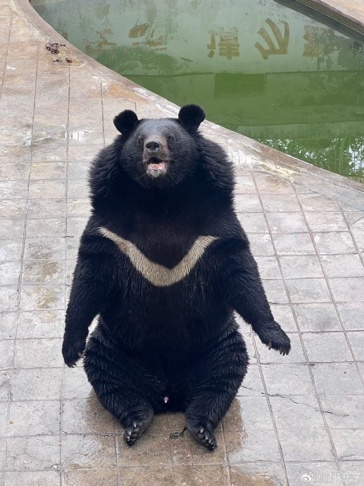 obese animals china zoo