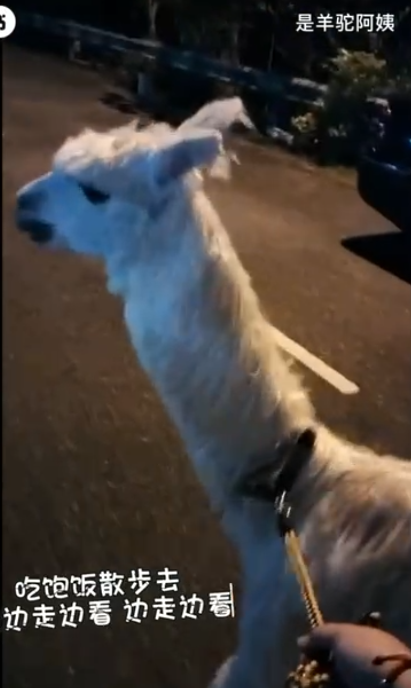 owner dragged alpaca (1)